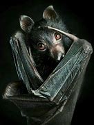 Image result for Cute Bat Eating Insects