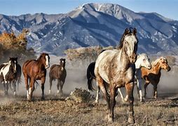 Image result for Wild Horses Running Mountains
