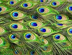 Image result for Colorful Feathers