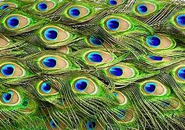 Image result for Rainbow Peacock Feathers