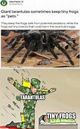 Image result for Warp Spider Meme