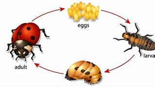 Image result for Ladybug Life Cycle Preschool