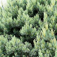 Pinus sylvestris Beuvronensis-साठीचा प्रतिमा निकाल