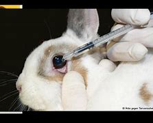 Image result for Makeup Testing On Animals