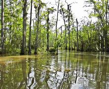 Image result for Honey Island Swamp