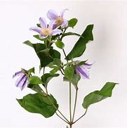 Image result for Lavender Clematis Plant