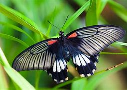 Image result for Butterflies Clip Art Black and White