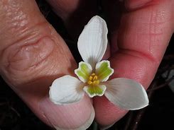 Image result for Galanthus reginae-olgae subsp. r.o.