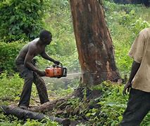 Image result for Kenya Deforestation
