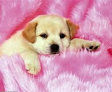 Image result for 1920X1080 Preppy Puppy Wallpaper