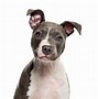 Image result for Pit Bull Puppy Light Brown