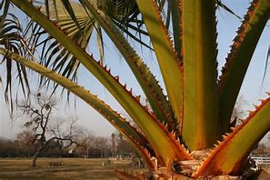 Image result for Sharp Palm Top