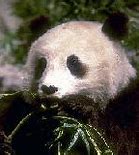 Image result for panda surprise
