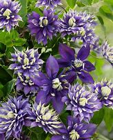 Clematis Taiga に対する画像結果