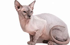 Image result for Funny Sphynx Cat Memes