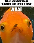Image result for Forgetful Goldfish Meme
