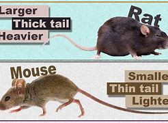 Image result for Rats Compared to Mice