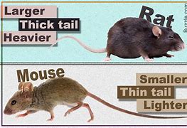 Image result for What Is the Difference Between a Rat and a Mouse