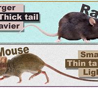 Image result for Difference Between Mice and Rats Photos