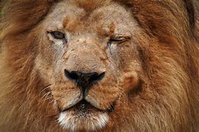 Image result for Winking Lion