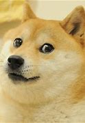 Image result for Doge Dog Meme GIF