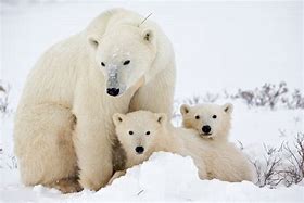 Image result for Urso-Polar