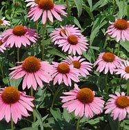 Image result for Echinacea purpurea Augustkönigin