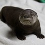 Image result for Baby Otter Called
