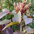Image result for Mahonia aquifolium Apollo 