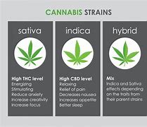 Image result for Cannabis Indica Effects vs Sativa