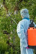 Image result for Spraying in High Fruit Tree