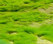 Image result for algaea