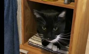 Image result for Mayotte Savage Cat