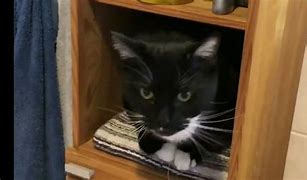 Image result for Savage Cat Farm