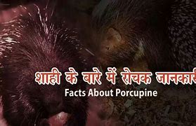 Image result for Porcupine Meaning in Hindi