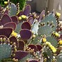 Image result for Desert Escape Cactus