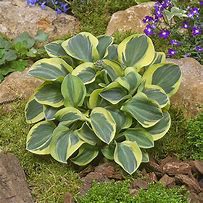 Image result for Hosta Mighty Mouse
