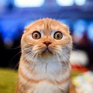 Image result for Shocked Orange Cat