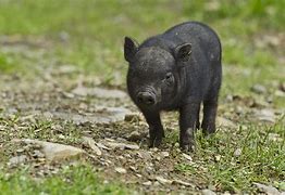 Image result for pot bellied pigs