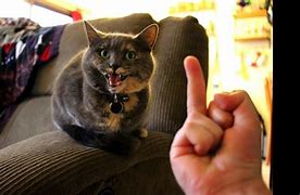 Image result for Middle Finger Cat Claw