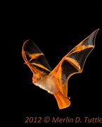 Image result for Painted Bat Wings