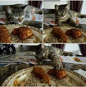 Image result for Cheezburger Cats