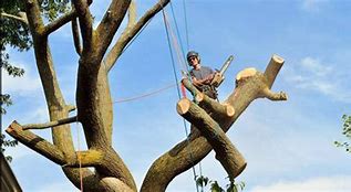 Image result for Bad Tree Pruning