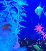 Image result for Green Neon Fish