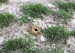 Image result for Mole Cricket Mound Image
