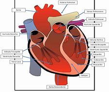 Image result for Diagrama Del Corazon