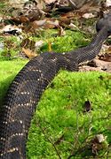 Image result for Largest Rattlesnake Ever Found