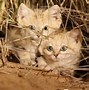 Image result for Sand Cat Tail