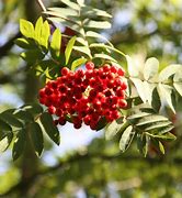 Image result for Sorbus arnoldiana Apricot Queen