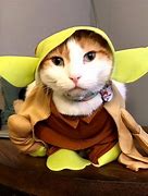 Image result for Cat in Taco Costume